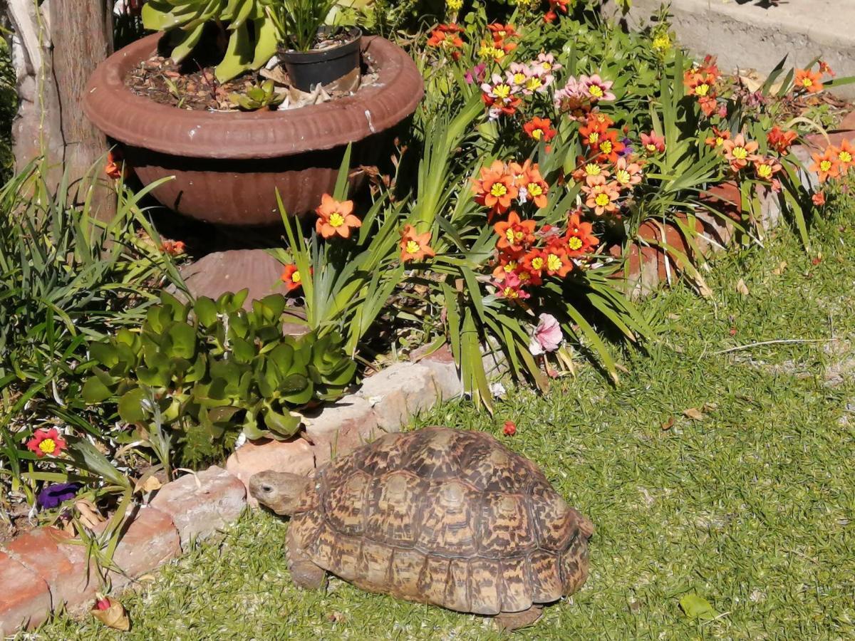 Squirrels Corner Bed & Breakfast Montagu Exterior foto